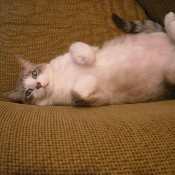 Meet your Posher, Chris - Picture 1 of 1